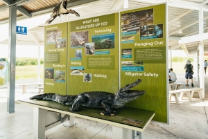 Fra Miami: Luftbåttur og naturvandring i Everglades