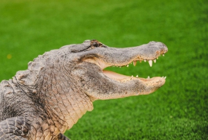 Miami : Les Everglades sauvages : balade en canot pneumatique et rencontre avec des alligators