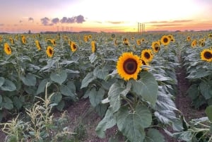 マイアミで究極の四輪バギーアドベンチャー（乗客＆安全器具無料）