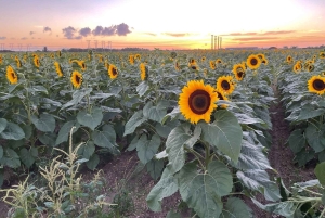 La mejor aventura en buggy de Miami en un UTV Polaris RZR.