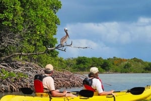 Nord-Natur- und Inselerkundung mit SUP/Kajak