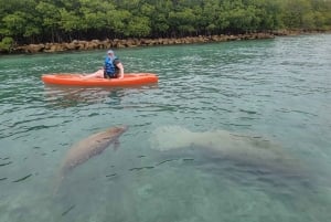 Norte de Exploração da natureza e da ilha em SUP/caiaque