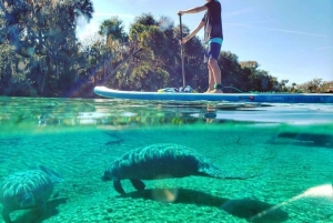 North Miami: Paddleboard or Kayak Island and Animal Tour