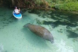 North Miami: Paddleboard or Kayak Island and Animal Tour