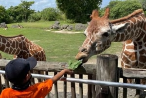 Passin Miami: 30+ attraktioner, eSIM och 1-vägs flygtransfer