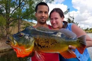 Gite di pesca al pavone vicino a Miami in Florida