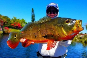 Fisketurer för påfågelbas nära Miami Florida