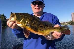 Excursiones de pesca de Peacock Bass cerca de Miami Florida