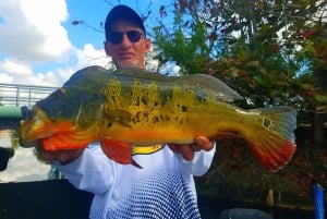 Excursiones de pesca de Peacock Bass cerca de Miami Florida