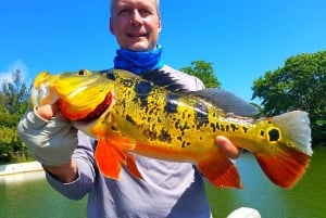 Excursiones de pesca de Peacock Bass cerca de Miami Florida