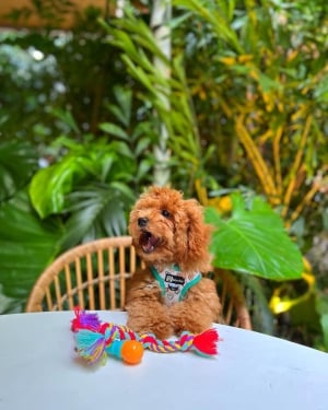 Ambiente de coche para perros para viajes en mascota Dominican Republic