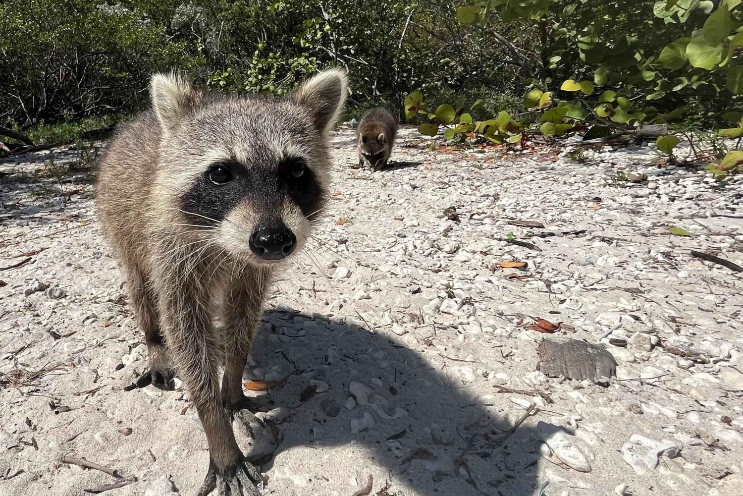 Raccoon Island: Explore on Crystal Clear SUP/Kayak