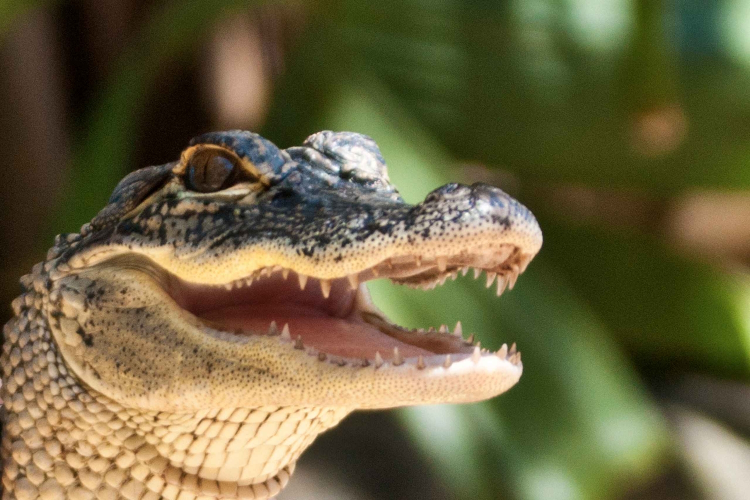 Sawgrass Park: Private 1-Hour Airboat Adventure Tour