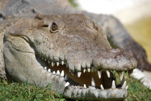 Sawgrass Park: Private 1-Hour Airboat Adventure Tour