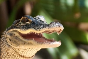 Sawgrass Park: Private 1-Hour Airboat Adventure Tour