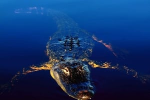 Sawgrass Park: Private 1-Hour Airboat Adventure Tour