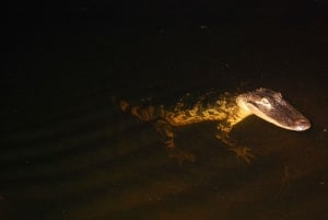Sawgrass Park: Private 1-Hour Airboat Adventure Tour