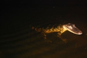 Sawgrass Recreation Park: 1-Hour Airboat Night Tour