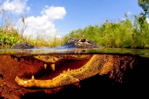 Puoliyksityinen Everglades-kierros Miamista tai Fort Lauderdalesta käsin