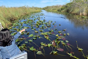 Miami: Everglades Airboat Tour, Wildlife Show, & Vervoer