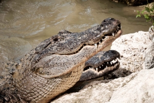 Miami: Everglades Airboat Tour, Wildlife Show, & Vervoer