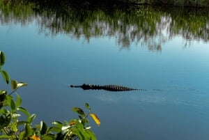 Miami: Everglades Airboat Tour, Wildlife Show, & Vervoer