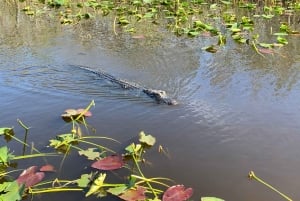 Miami: Everglades Airboat Tour, Wildlife Show, & Vervoer