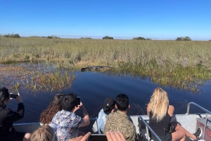 Miami: Everglades Airboat Tour, Wildlife Show, & Vervoer