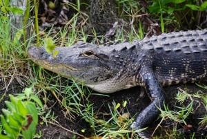 Miami: Everglades Airboat Tour, Wildlife Show, & Vervoer