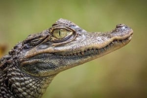 Miami: Everglades Airboat Tour, Wildlife Show, & Vervoer