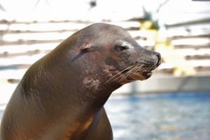 The Miami Sea Aquarium