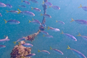 West Palm Beach: Excursión de snorkel en jet para principiantes con vídeos