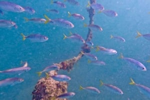 West Palm Beach: Beginner Jet Snorkel Tour with Videos