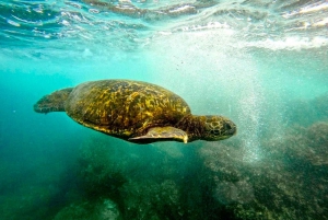 West Palm Beach: Buceo para principiantes con vídeos