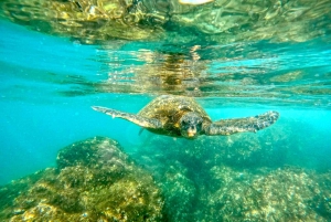 West Palm Beach: Beginner Snorkel Tour with Turtles & Videos