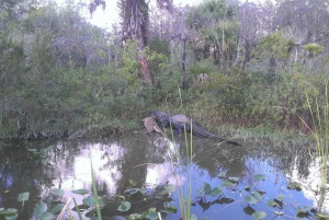 Wildlife Show & Everglades Motorboat Ride with Hotel Pickup