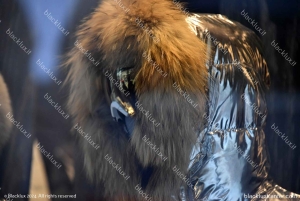 DAVOS WEF: Private TRANSFER to/from Milano Malpensa Airport