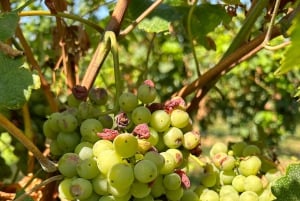 Emilias smaker: Parmigiano, balsamvinäger, charkuterier och viner
