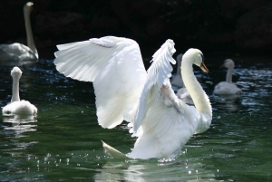 Озеро Гарда: индивидуальная экскурсия на целый день из Милана