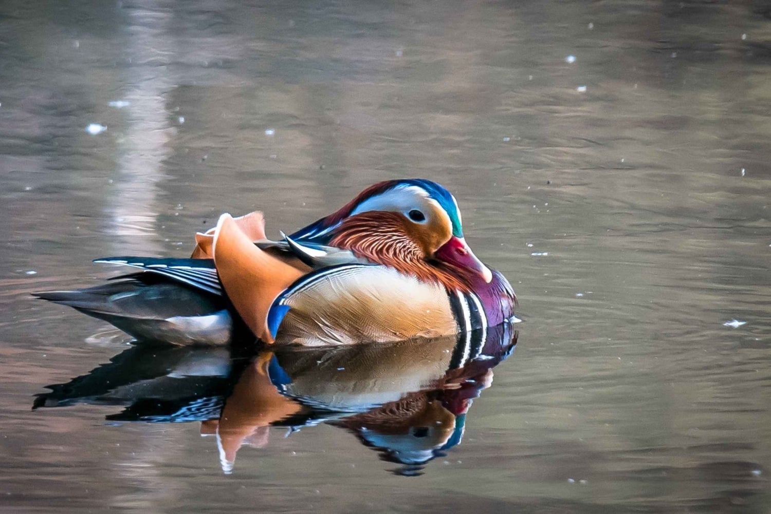 Från Milano: Comosjön, Bellagio & Varenna med privat båt