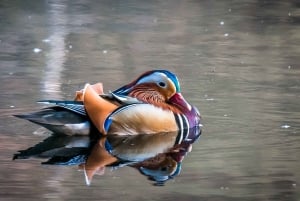 Från Milano: Comosjön, Bellagio & Varenna med privat båt