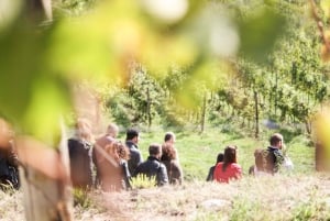 Fra Milano: Iseosøen, Bergamo og Franciacorta vintur