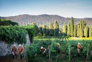 Fra Milano: Iseosøen, Bergamo og Franciacorta vintur