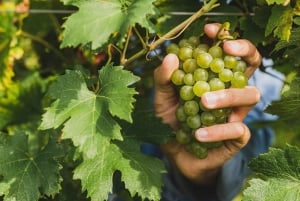 Fra Milano: Iseosøen, Bergamo og Franciacorta vintur