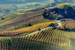 Von Mailand aus: Barolo- und Trüffelregion mit Weinverkostung