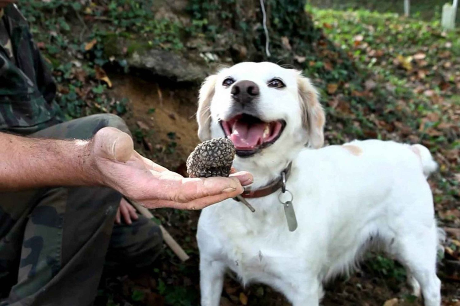 Full-Day Barbaresco Wine Tour with Truffle Hunting and Lunch