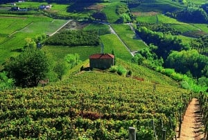 Tour di un giorno intero del vino Barbaresco con caccia al tartufo e pranzo