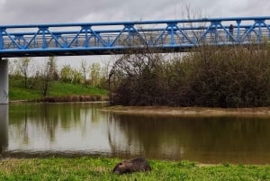 Milano: Cykeltur med picnic ved skildpaddesøen