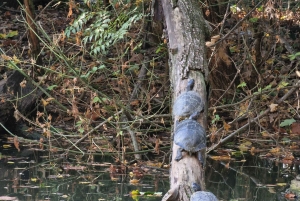 Milan: Bike Tour with Picnic on the turtle lake