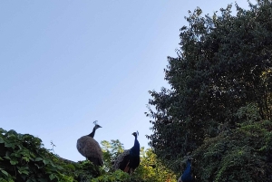 Milan: Bike Tour with Picnic on the turtle lake